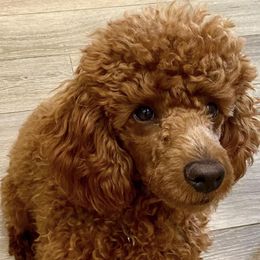 Australian Labradoodles, Goldendoodles, and Poodles from P91 Poodles and Doodles