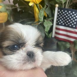 Girl 3 Sweet Liberty 🩷🌟 - Shih Tzu puppy from "Shihtzu Best Friend"
