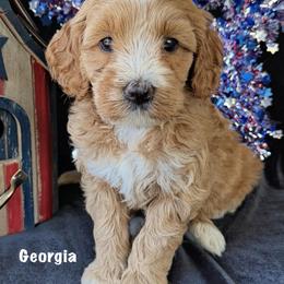 Georgia - Apricot female Australian Labradoodle puppy in Washington, North Carolina from Pamlico Labradoodles