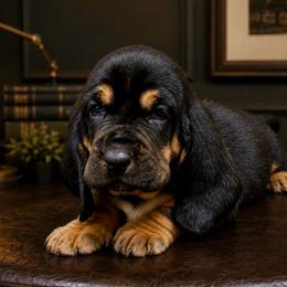 Robert - Blue collar - Black brown and white male Basset Hound puppy in Edmonton, Kentucky from RiverBottom Bassets