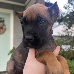 Purple Collar - Fawn female Cane Corso puppy in Kingsport, Tennessee from Gray Cane Corsos