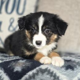 Fern - Black tri female Miniature Australian Shepherd puppy in Killen, Alabama from Wilkers Wholehearted Mini Aussies
