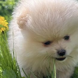 Pomeranians from Baby Bear Poms