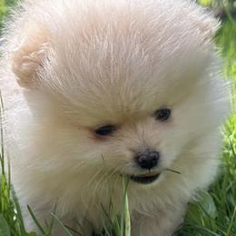 Pomeranians from Baby Bear Poms
