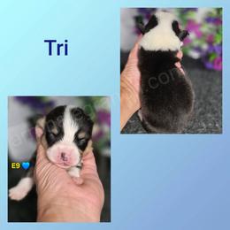 E9 - Black and tan male Pembroke Welsh Corgi puppy in Jacksonville, Texas from ArmnalegRanch LLC