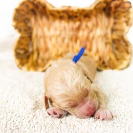 Boone - Apricot male Goldendoodle puppy in Cleveland, Georgia from The O.G. Doodles