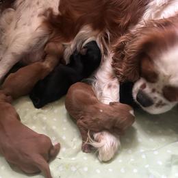 Cavalier King Charles Spaniel puppies from Cavaliers of Windsor