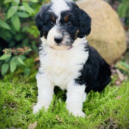 Kit - Black tri-color female Aussiedoodle puppy in Ohio from Holley Doodles
