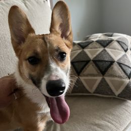 DeeDee - Pembroke Welsh Corgi