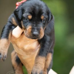 Girl - Red collar - Black and rust Doberman Pinscher puppy in Old Bridge, New Jersey from Wizard Ost Revolution kennel