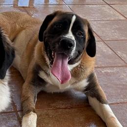 Coco - Brown and white female Saint Bernard puppy in Kinsman, Ohio from Coleman Saint Bernards of Ohio