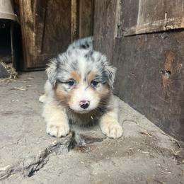 Girl 2 - Blue merle female Australian Shepherd puppy in Kentland, Indiana from Pine Grove Aussies
