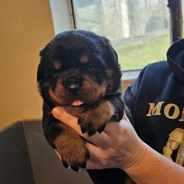 Barbie Vom Hause Pragacz aka futere Champ - Black and mahogany female Rottweiler puppy in Bartonsville, Pennsylvania from Karol's Rottweilers