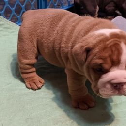 Boy 1 - Boxer puppy in Pennsylvania from Perry Hill Bullies