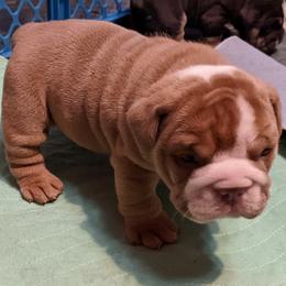 Boy 1 - Boxer puppy in Pennsylvania from Perry Hill Bullies