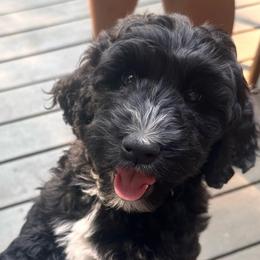 Boy 1 - Parti male Goldendoodle puppy in Gig Harbor, Washington from Sandy’s Goldendoodles