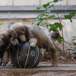 Poodle Puppies from Mystic Moon Poodles