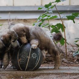 Poodle Puppies from Mystic Moon Poodles