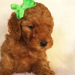 Goldendoodle Puppies from Abidoodles