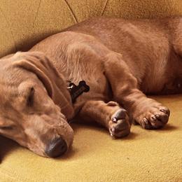 Dachshunds from Wunder Wieners LLC