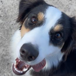 Gem - Australian Shepherd
