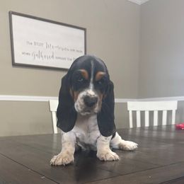Girl 1 - Black brown and white female Basset Hound puppy in Liberty, Kentucky from Lovable Basset Hounds
