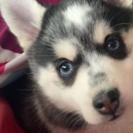 Bebe - Pomsky
