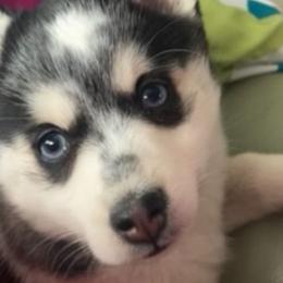 Bebe - Pomsky