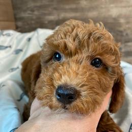 Bentley - Red  male Poodle puppy in Osseo, Michigan from Paws in the Country