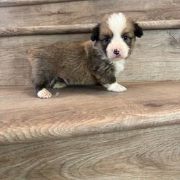 Miracle (Fluffy) - Red male Pembroke Welsh Corgi puppy in Phelan, California from Desert Sunset Pembroke Welsh Corgis