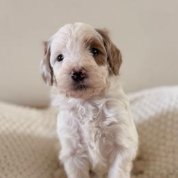 Female 3 - Parti female Goldendoodle puppy in Modesto, California from Central Valley Canine Companions