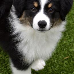 Australian Shepherd and Miniature American Shepherd Puppies from Bright Heart Aussies & Miniature American Shepherds