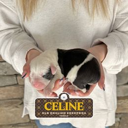 Girl 3 - Gray and white female Old English Sheepdog puppy in Cleveland, Tennessee from Narrow Path Old English & Sheepadoodles