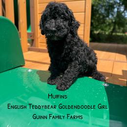Muffins English Teddybear - Black female Goldendoodle puppy in Grove, Oklahoma from Guinn Family Farms