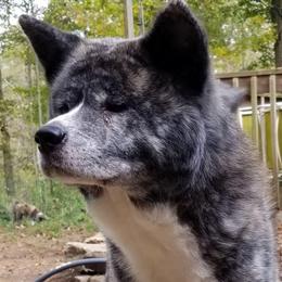 (Juju) Yuudai Fujiyama Kensha - Brindle male Japanese Akitainu puppy in Slippery Rock, Pennsylvania from Four Seasons Akita (Shikisou)