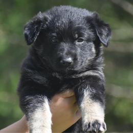 Bi color girl - Bi-color female German Shepherd puppy in Marianna, Florida from Haus M Godwin