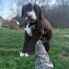 Boy 4 - Chocolate male Double Doodle puppy in Jonesborough, Tennessee from Dry Creek Siberians