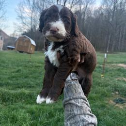 Boy 4 - Chocolate male Double Doodle puppy in Jonesborough, Tennessee from Dry Creek Siberians