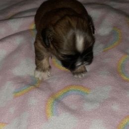 Shih Tzu Puppies from N.F.S.T Imperial ShihTzu Puppies.