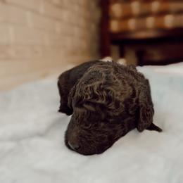 Poodle Puppies from Simplicity Poodles