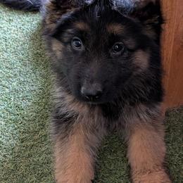 Orange - Black and red male German Shepherd puppy in Stuarts Draft, Virginia from Shengulli Shepherds