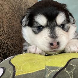 Scout - Black and white male Pomsky puppy in Diamond Lake, Washington from Husky Haven WA