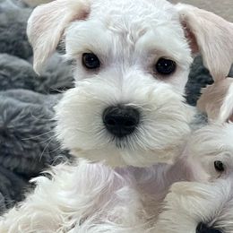 Miniature Schnauzer Puppies from SoCal Beards and Brows