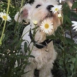 Miniature Schnauzers from Blue Sky Miniature Schnauzers