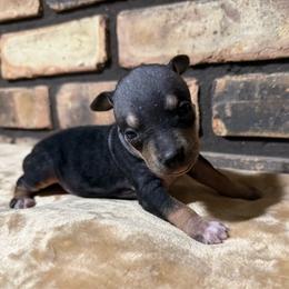 Marley - Black and tan female American Hairless Terrier puppy in Buckingham, Illinois from Gaus Hof
