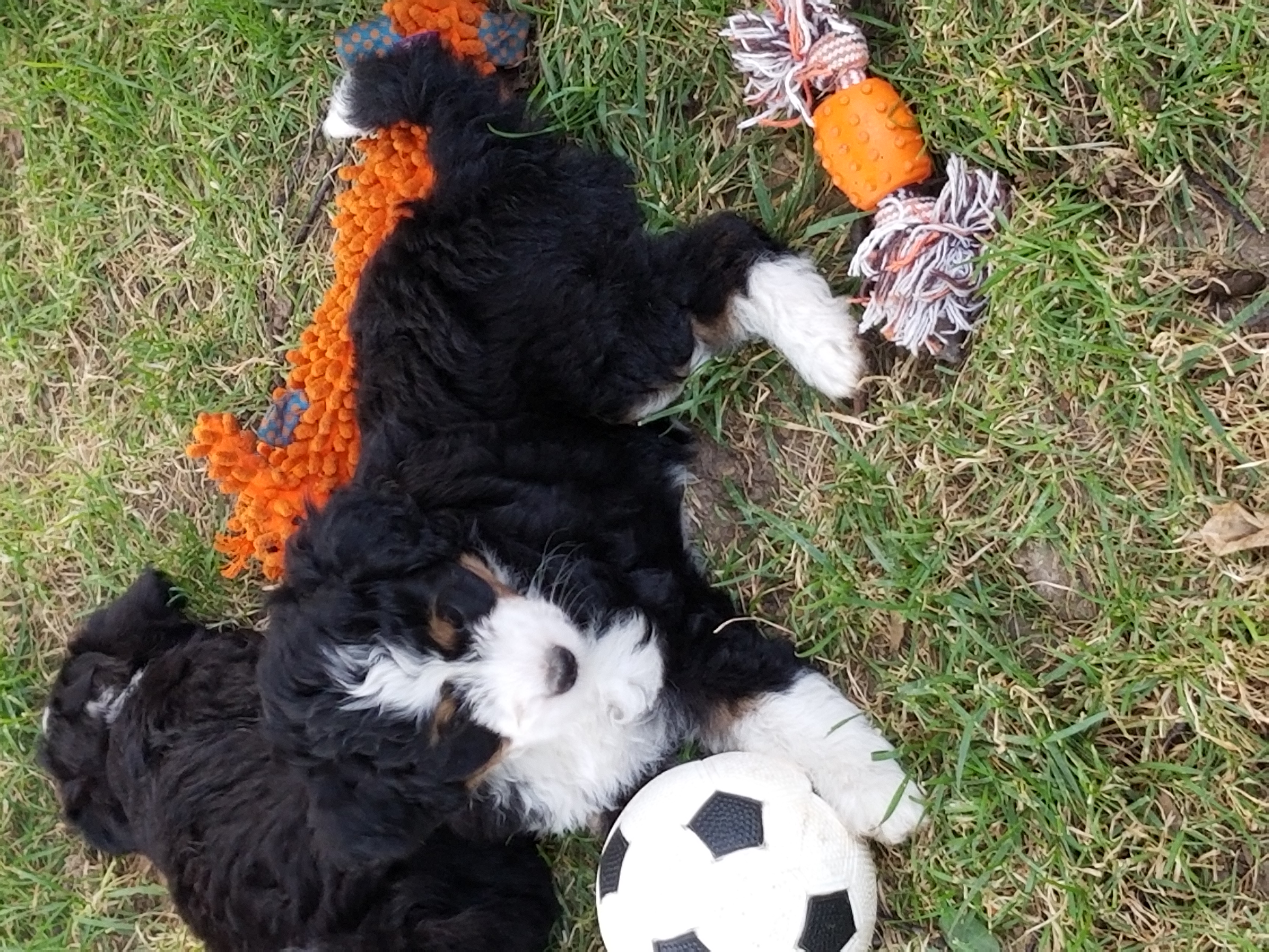 Aussiedoodle and Miniature American Shepherd Puppies from Rosewood Companions