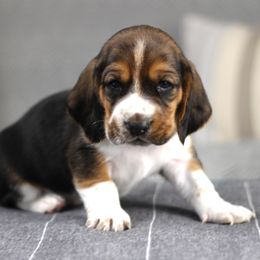Brownie - Black brown and white male Basset Hound puppy in Idaho from Welcome Home Bassets
