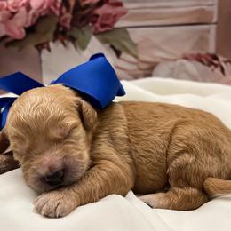Biscuit - Cream male Goldendoodle puppy in The Woodlands, Texas from Gracie's Goldendoodles and Bernedoodles