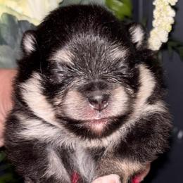 Female - Black and tan female Pomeranian puppy in Fayetteville, North Carolina from Tar-heel Poms