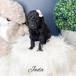 Jada - Black female Poodle puppy in from Pink Poodles and Doodles